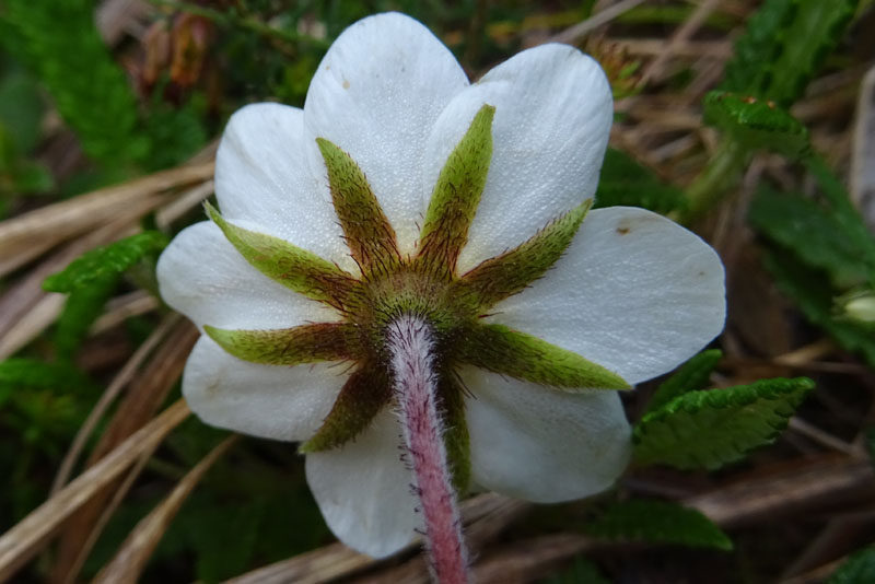 Dryas octopetala - Rosaceae (Camedrio alpino)